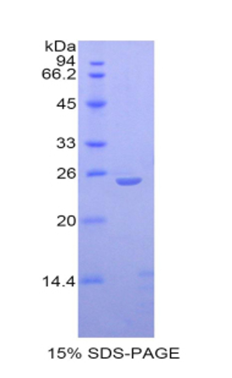 Rat Recombinant Interleukin 27 (IL27)