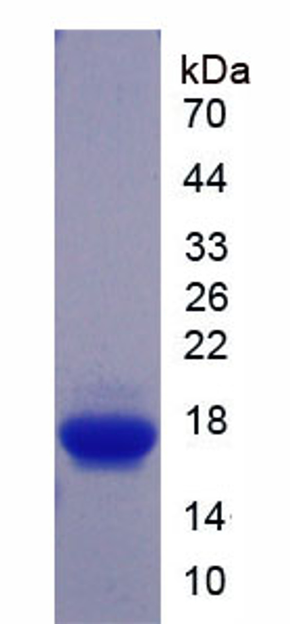 Mouse Recombinant Growth Differentiation Factor 9 (GDF9)