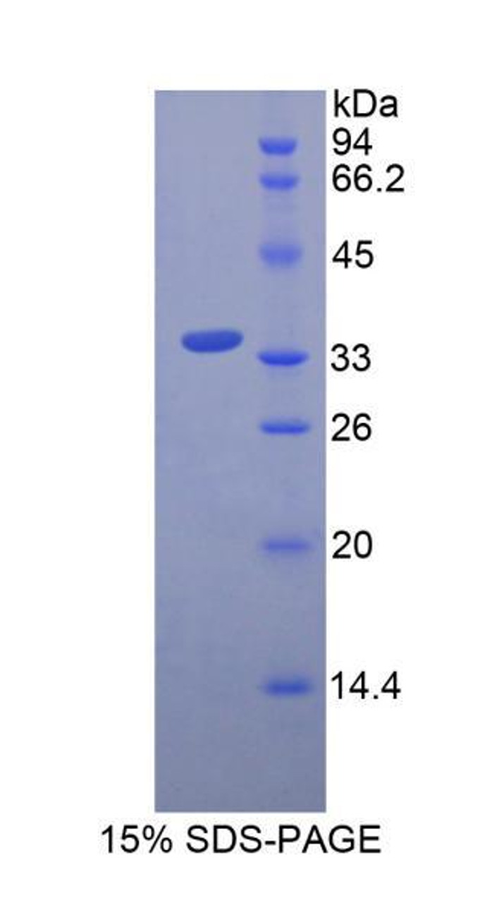 Pig Recombinant Insulin (INS)