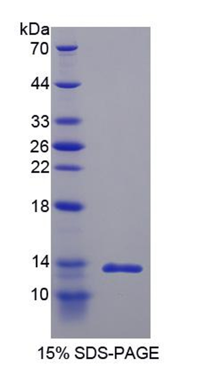 Rat Recombinant Insulin (INS)