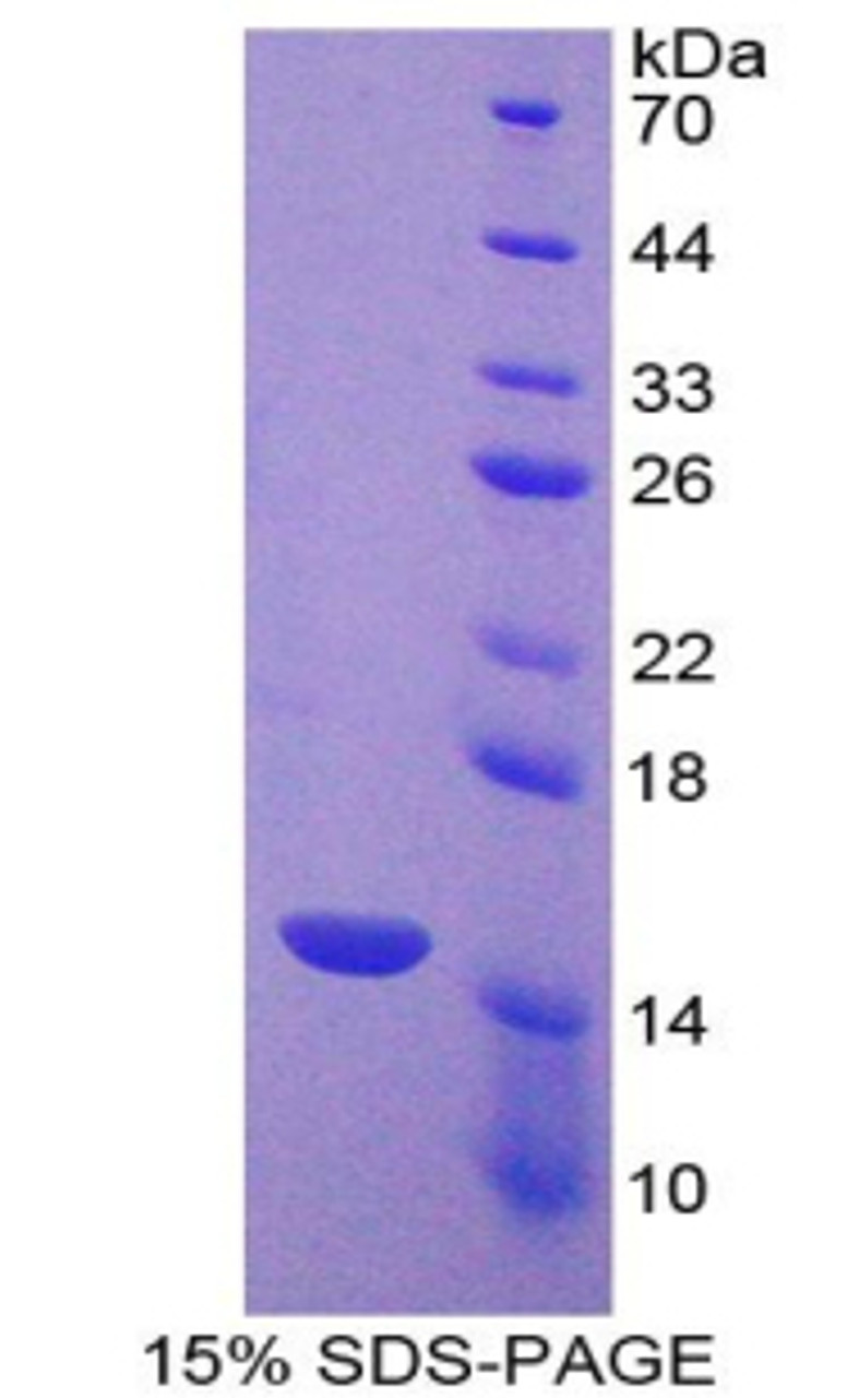 Mouse Recombinant Caspase 7 (CASP7)