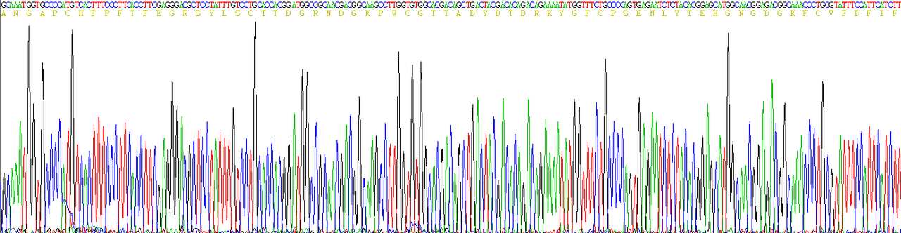 Rat Recombinant Matrix Metalloproteinase 9 (MMP9)