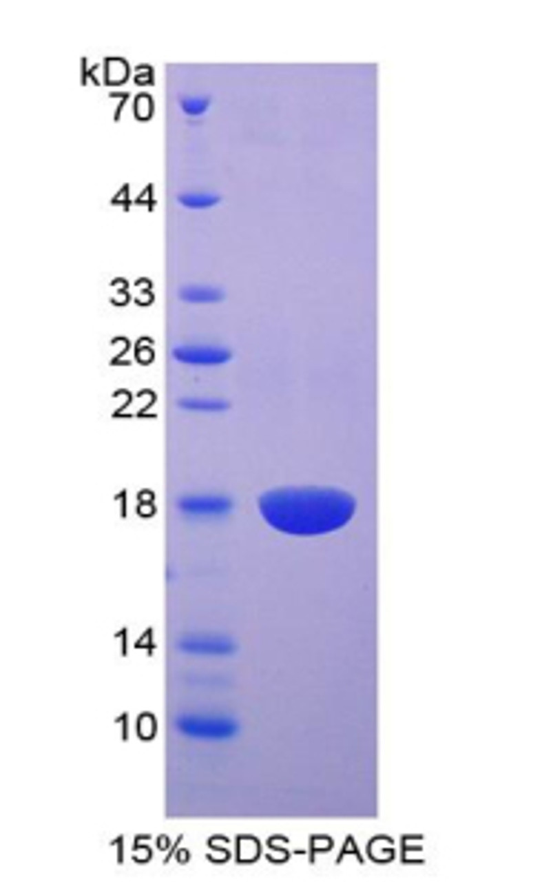 Dog Recombinant Epidermal Growth Factor (EGF)