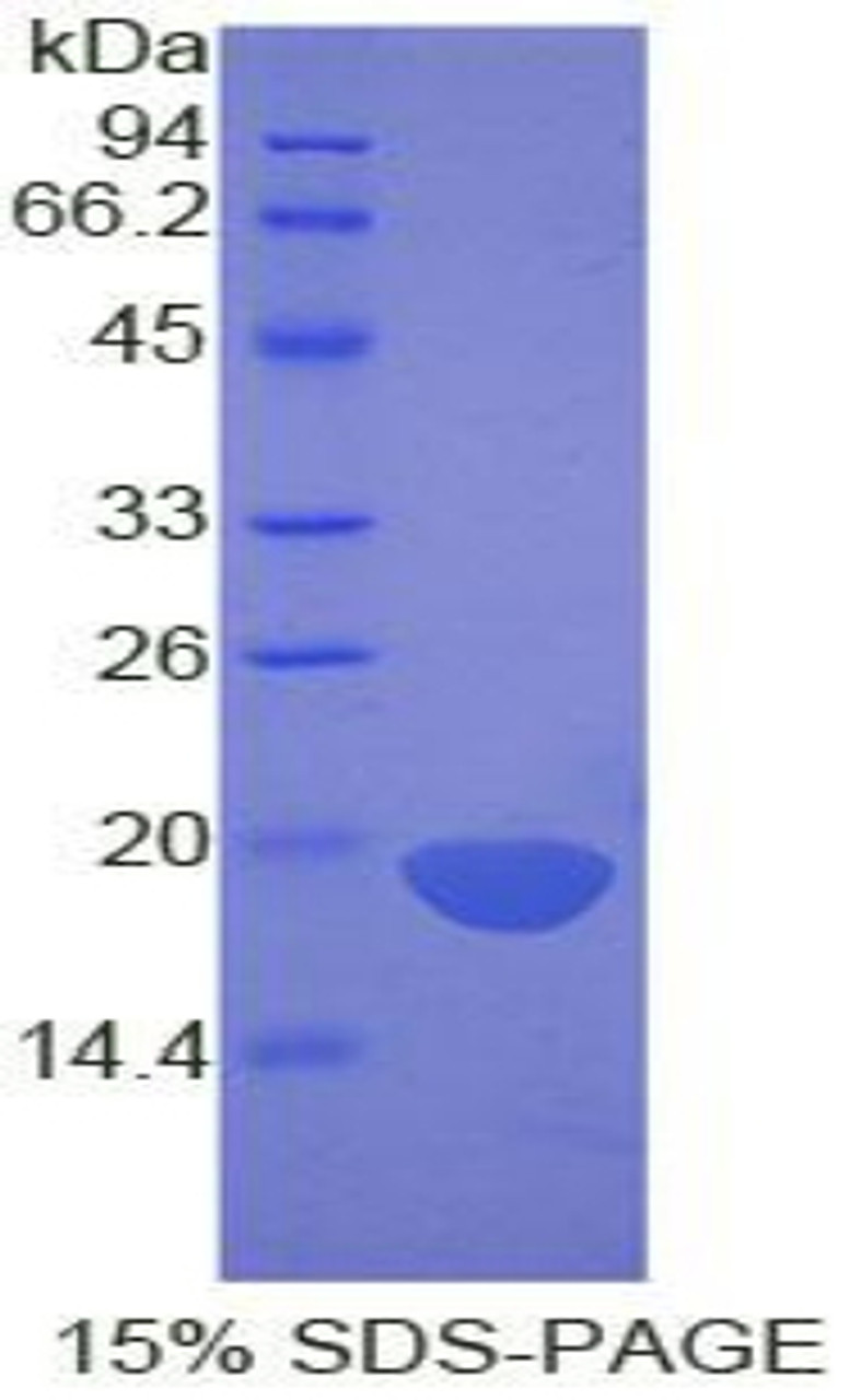 Rat Recombinant Fibrillin 1 (FBN1)