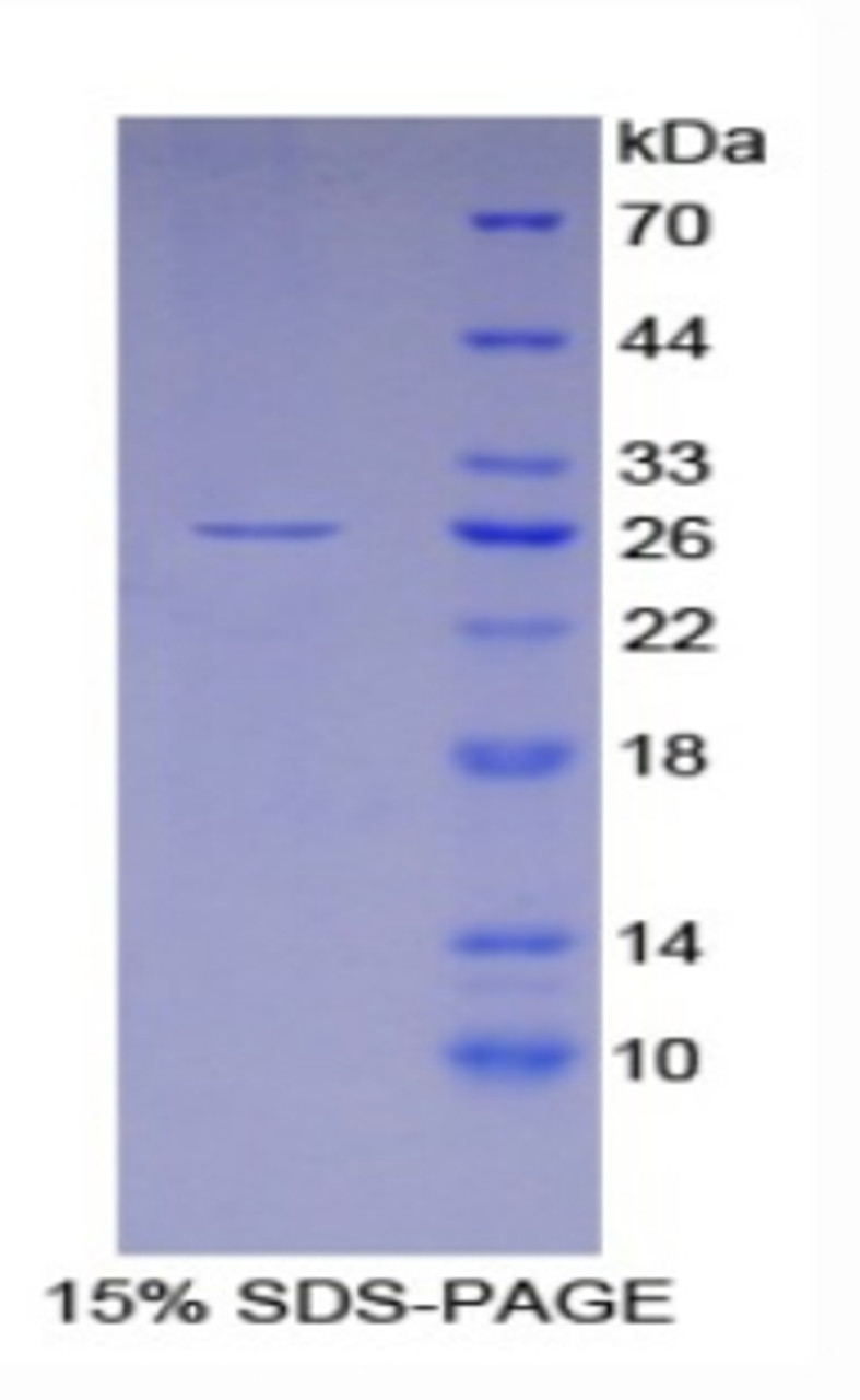 Mouse Recombinant Glutathione S Transferase Alpha 4 (GSTa4)