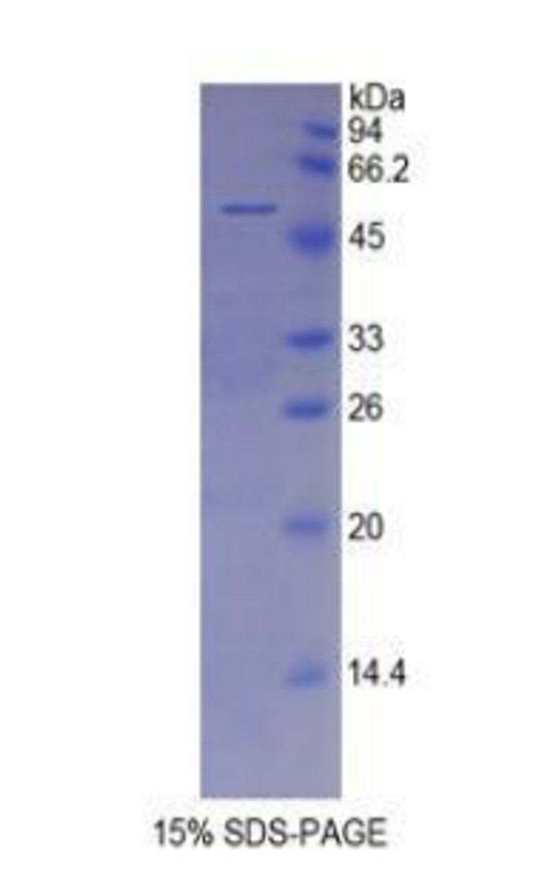 Rat Recombinant Toll Like Receptor 2 (TLR2)