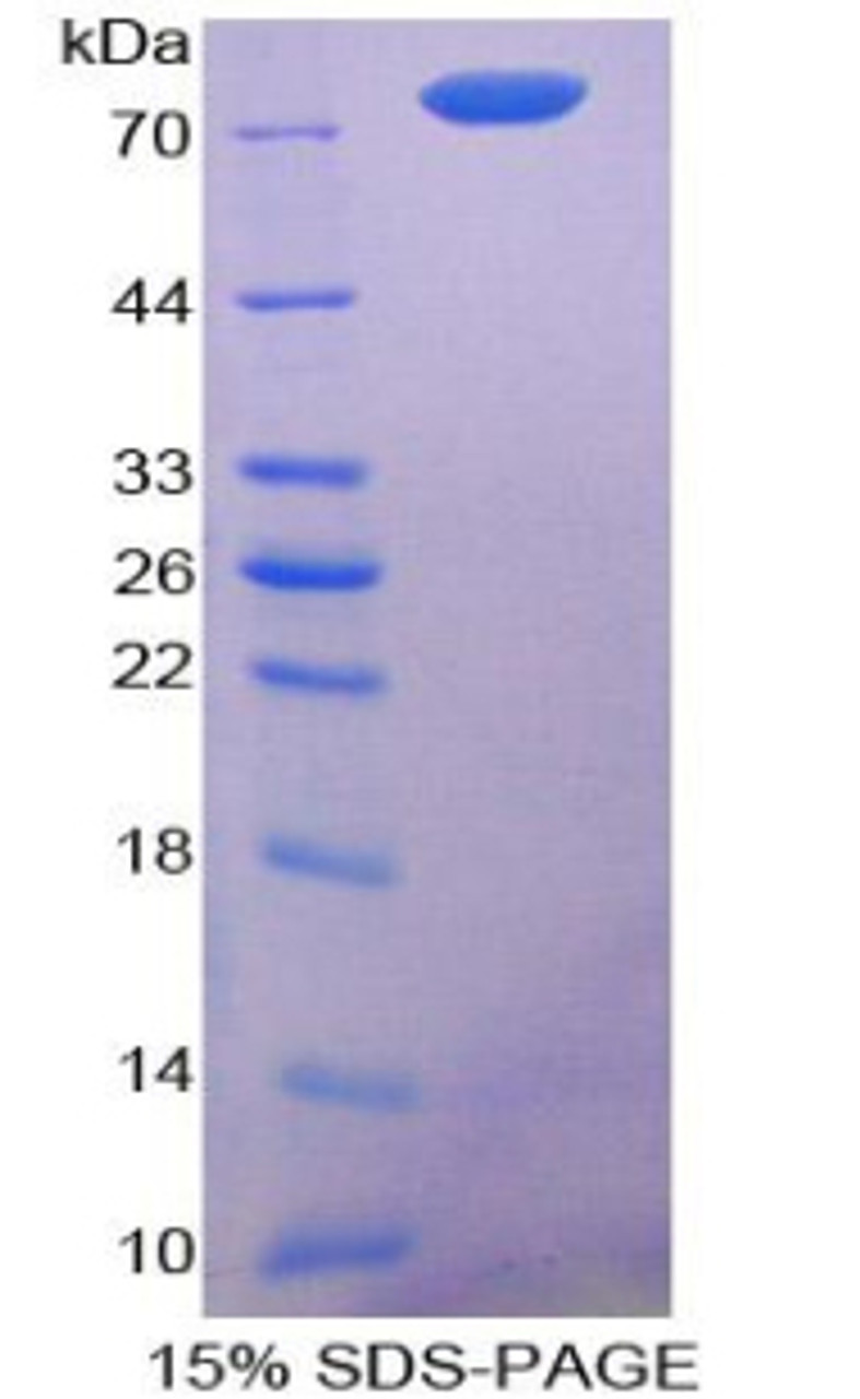 Mouse Recombinant Caspase 12 (CASP12)