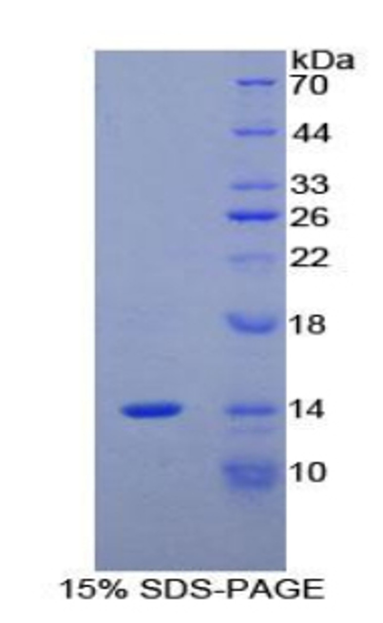 Mouse Recombinant Myeloid Progenitor Inhibitory Factor 2 (MPIF2)