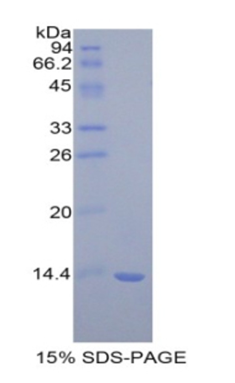 Rat Recombinant Macrophage Migration Inhibitory Factor (MIF)