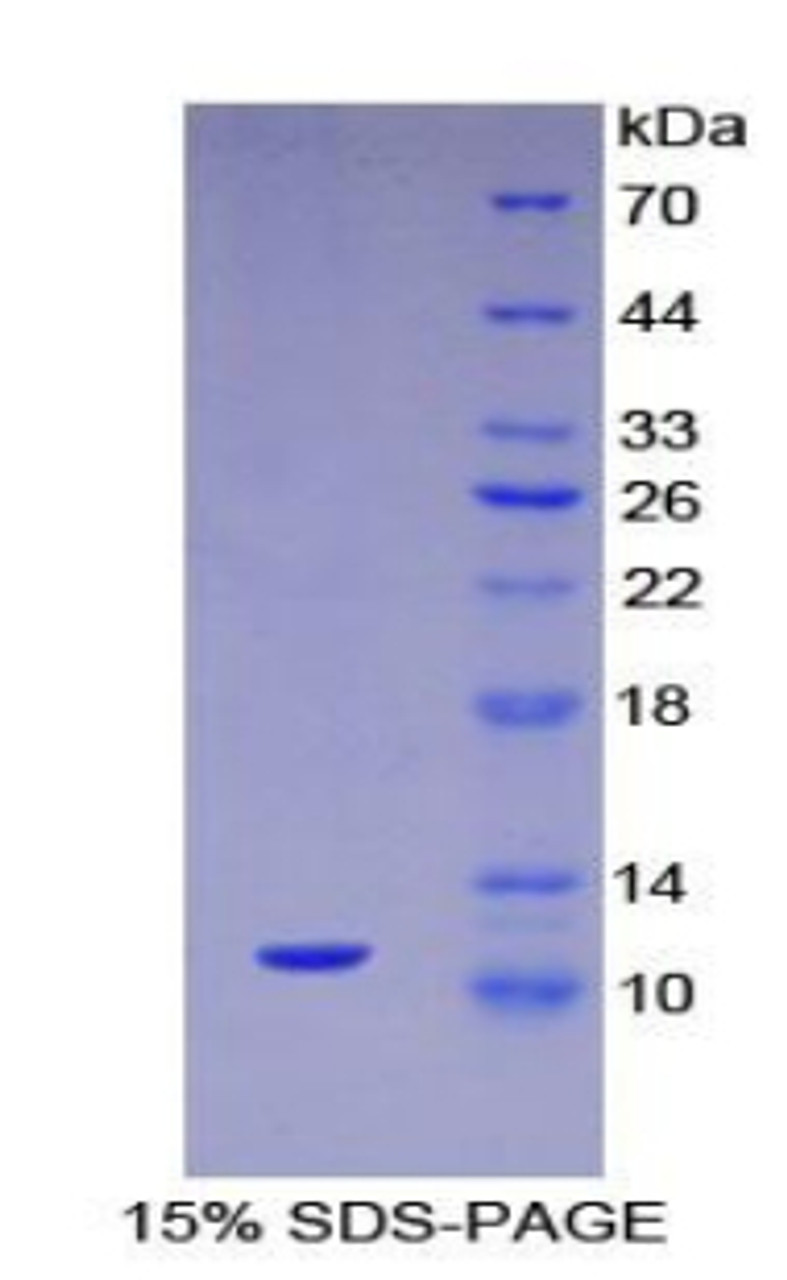 Mouse Recombinant Mucin 2 (MUC2)