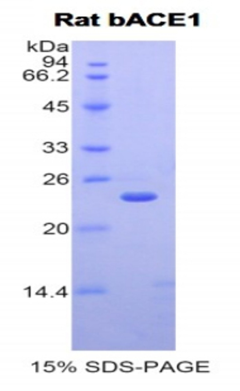 Rat Recombinant Beta-Site APP Cleaving Enzyme 1 (bACE1)