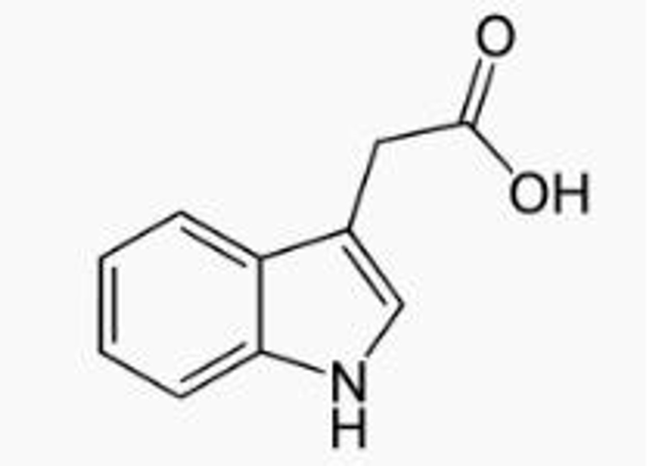 BSA Conjugated Indole 3 Acetic Acid (IAA)