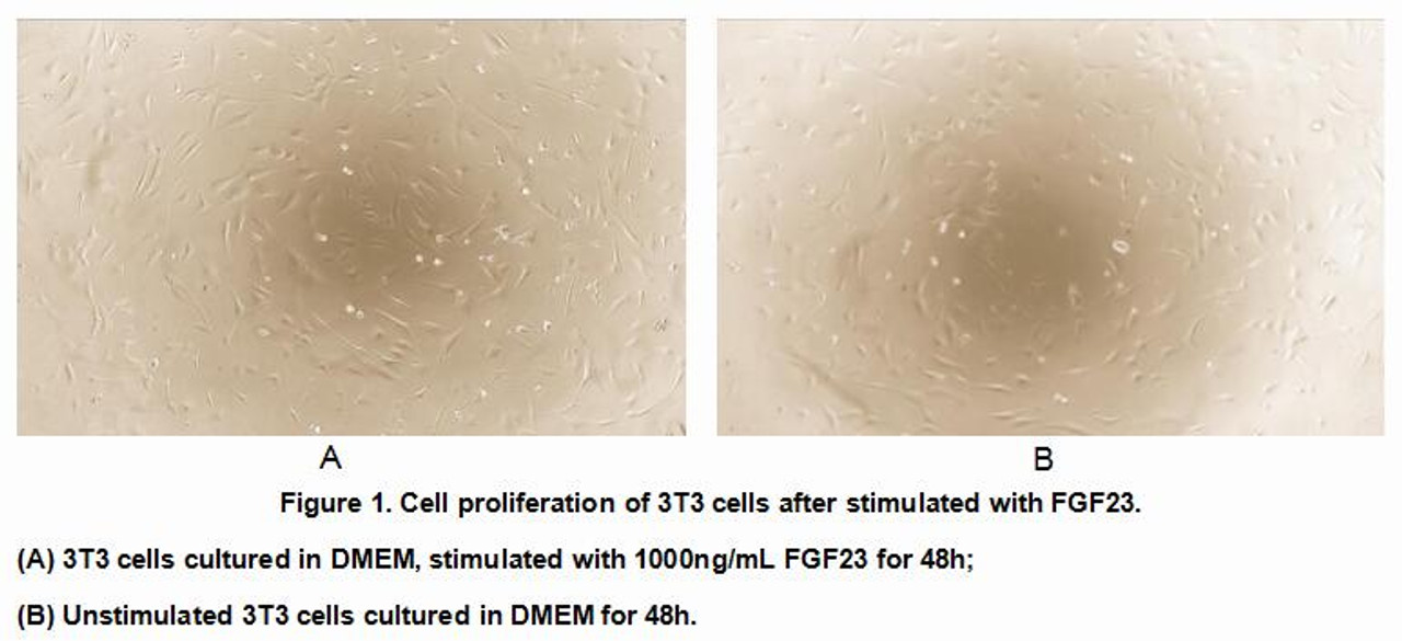 Mouse Active Fibroblast Growth Factor 23 (FGF23)