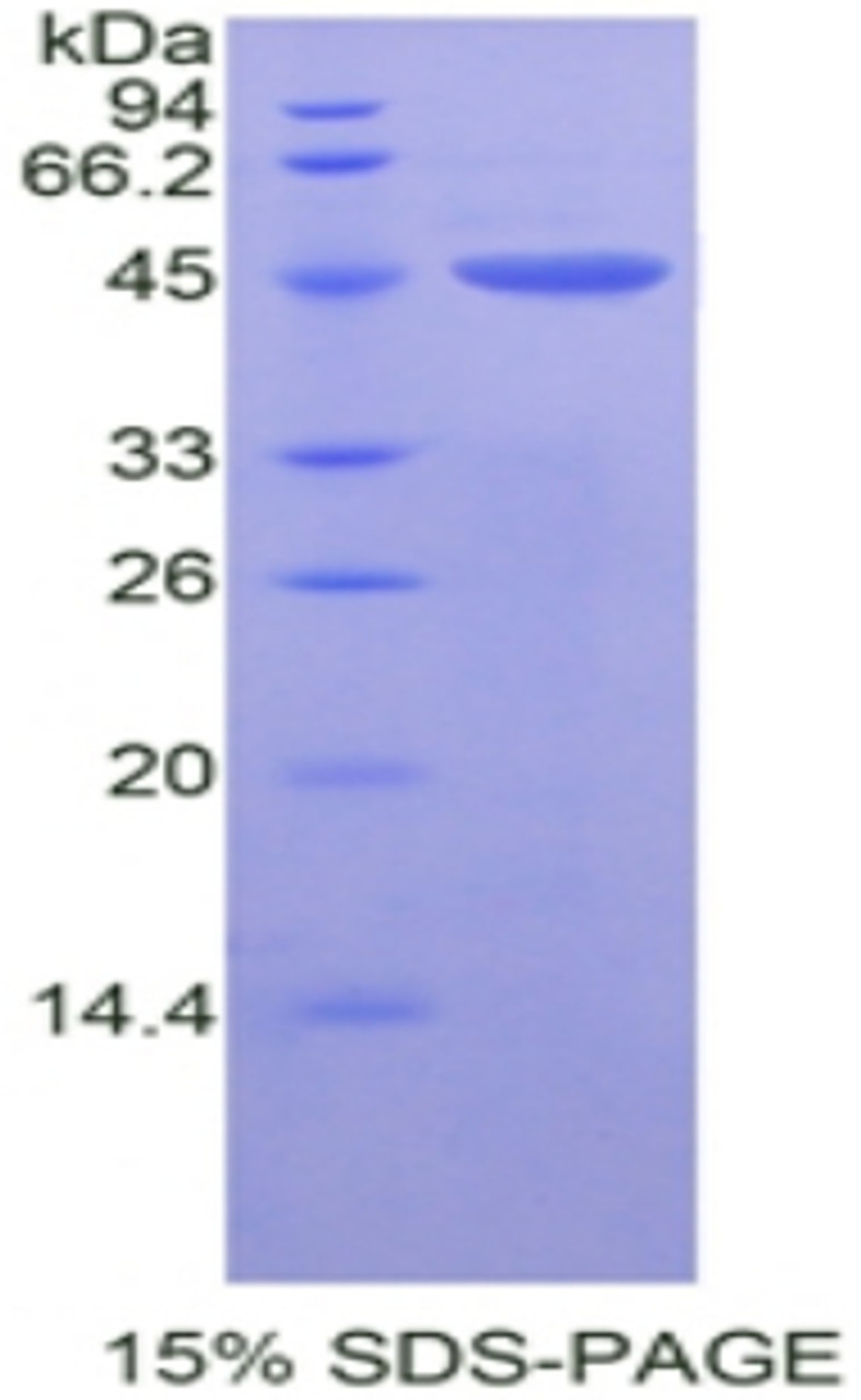 Mouse Recombinant Complement C3 Convertase (C3c)