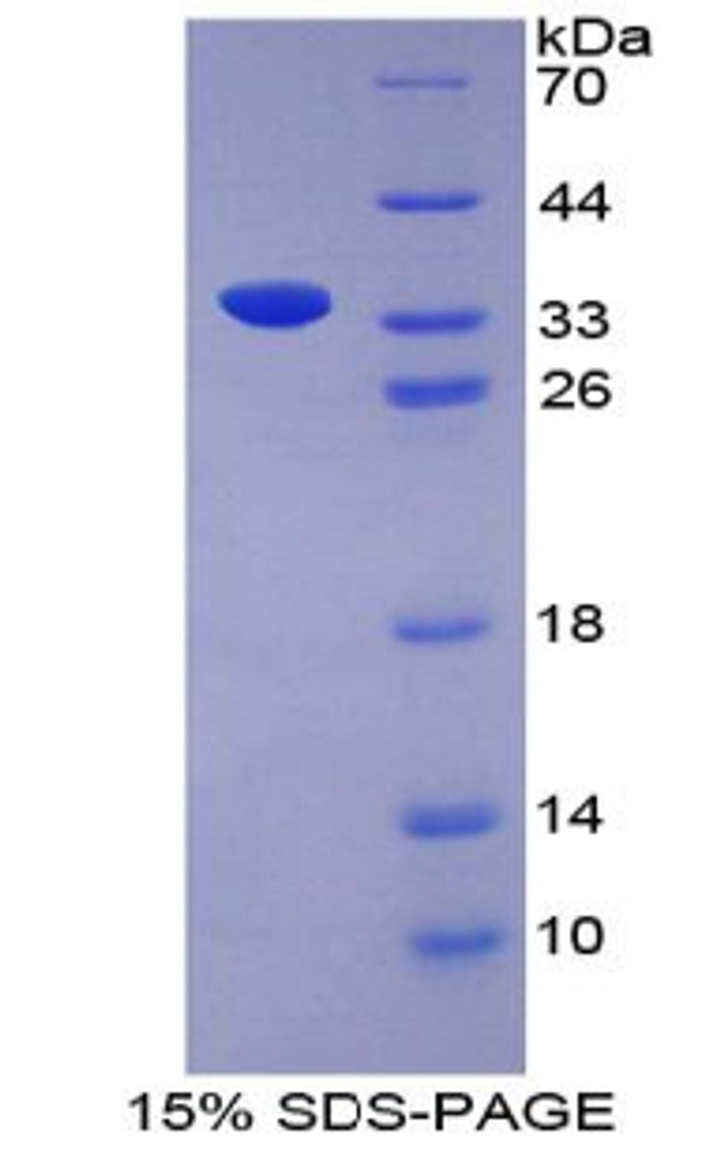 Cattle Recombinant Bone Morphogenetic Protein 7 (BMP7)