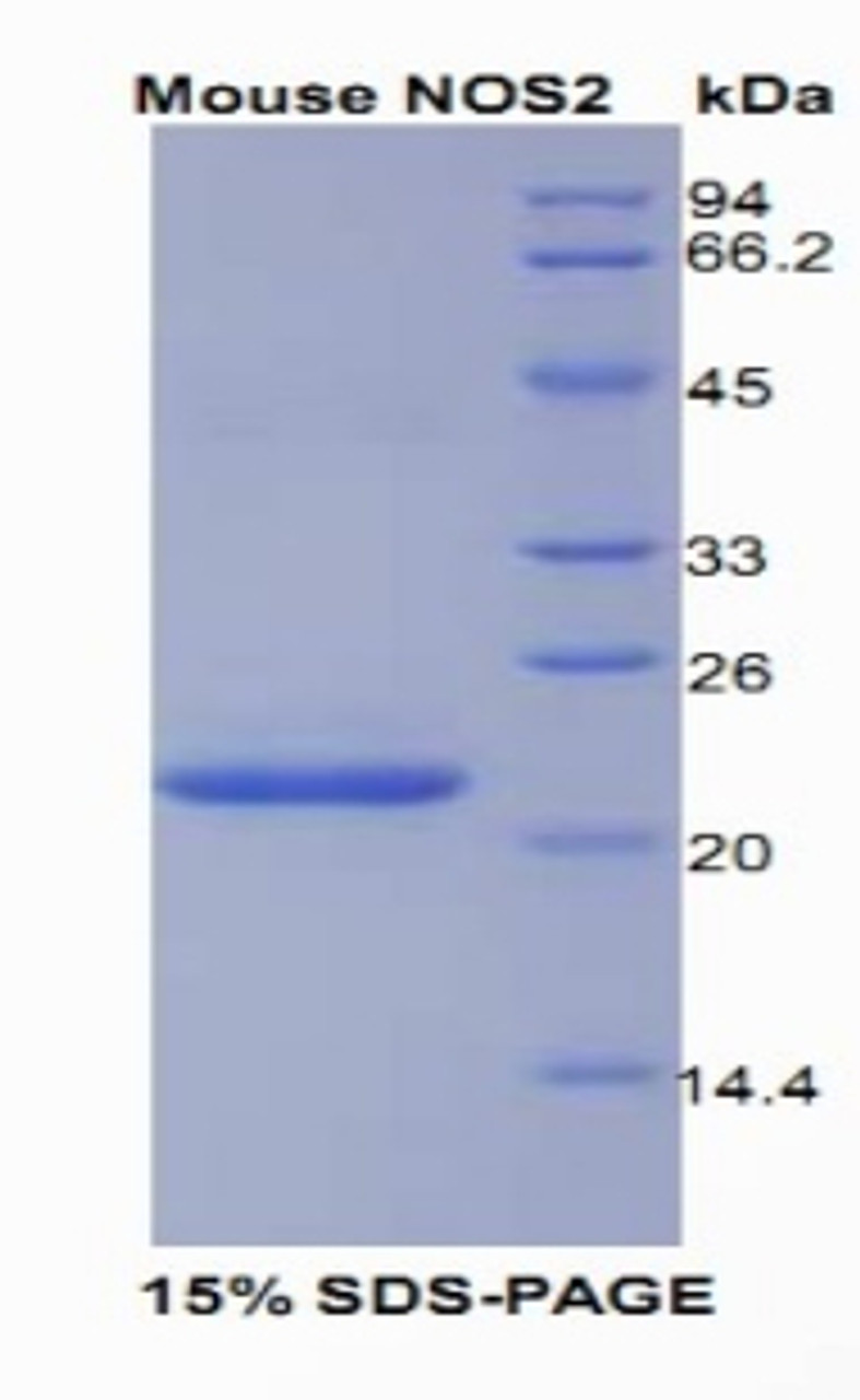 Mouse Recombinant Nitric Oxide Synthase 2, Inducible (NOS2)