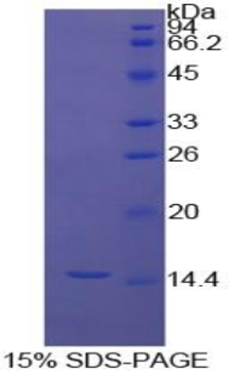 Cattle Recombinant Inhibin Beta A (INHbA)