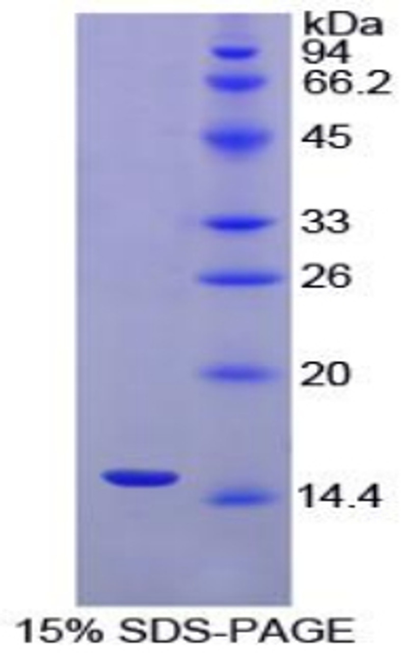 Chicken Recombinant Inhibin Beta A (INHbA)