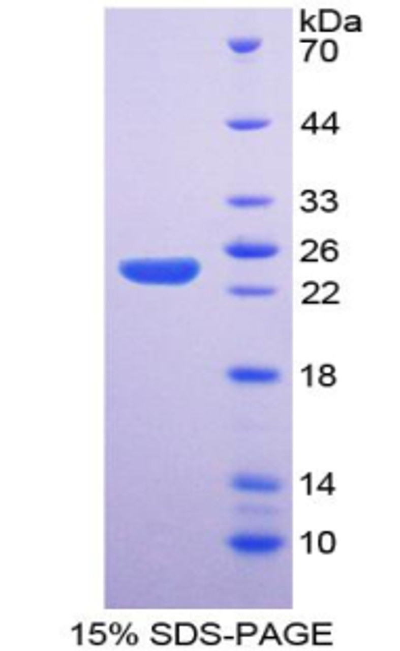 Dog Recombinant Nitric Oxide Synthase 3, Endothelial (NOS3)