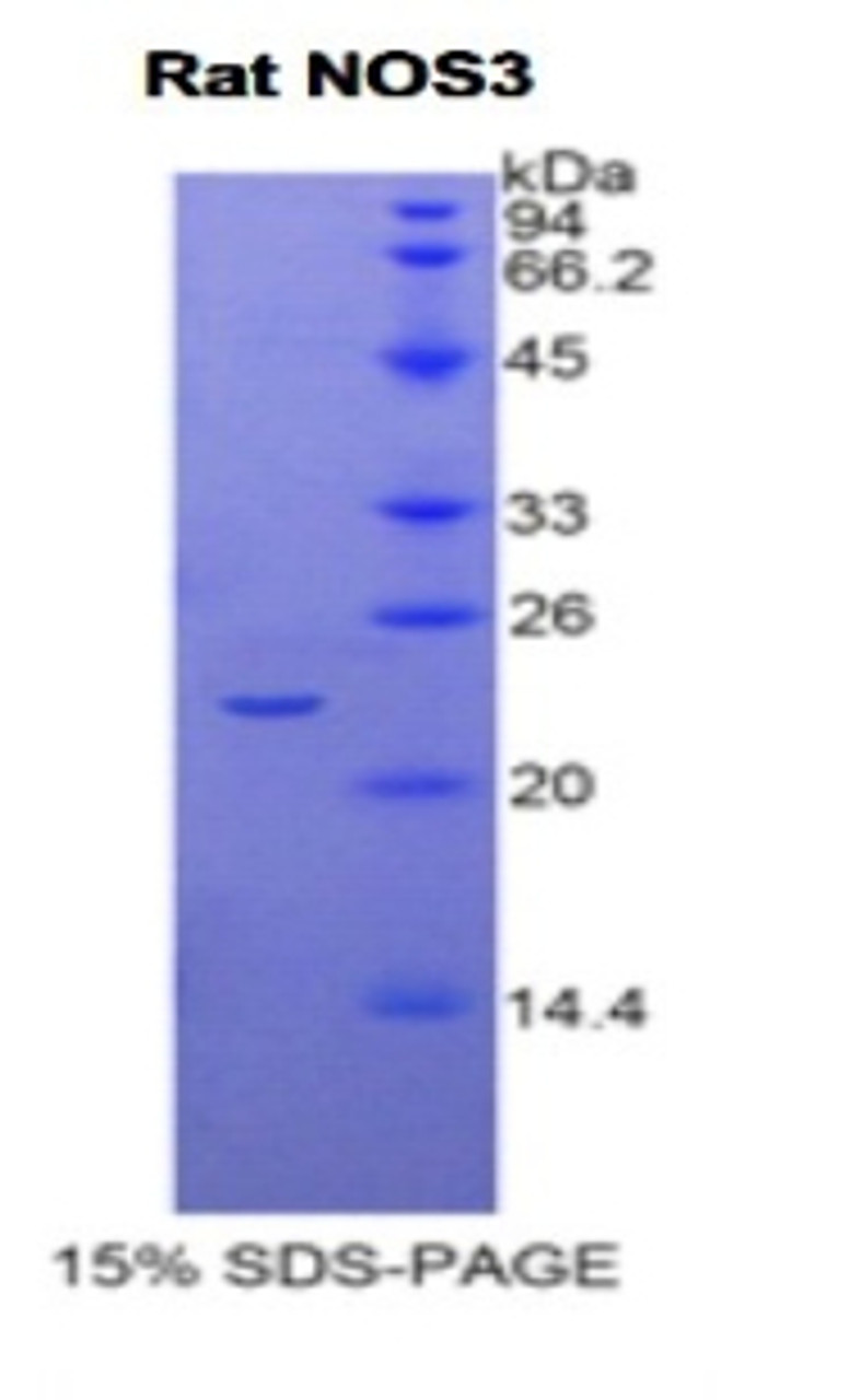 Rat Recombinant Nitric Oxide Synthase 3, Endothelial (NOS3)