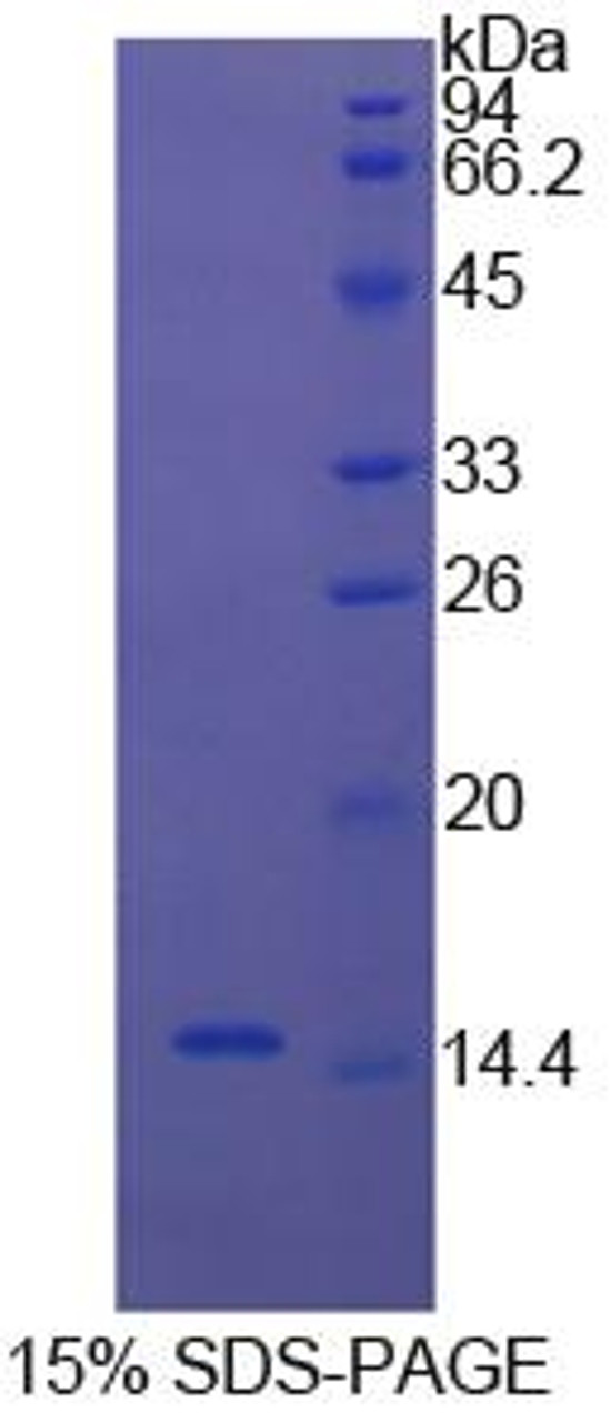 Cattle Recombinant Cystatin 3 (CST3)