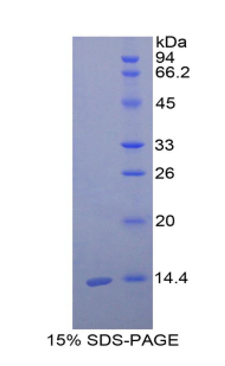 Chicken Recombinant Cystatin 3 (CST3)