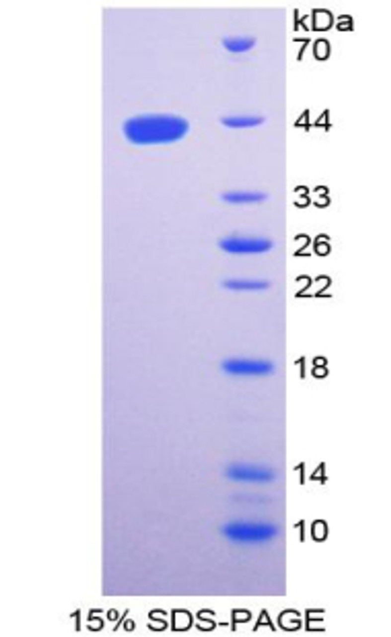 Mouse Recombinant Ghrelin (GHRL)