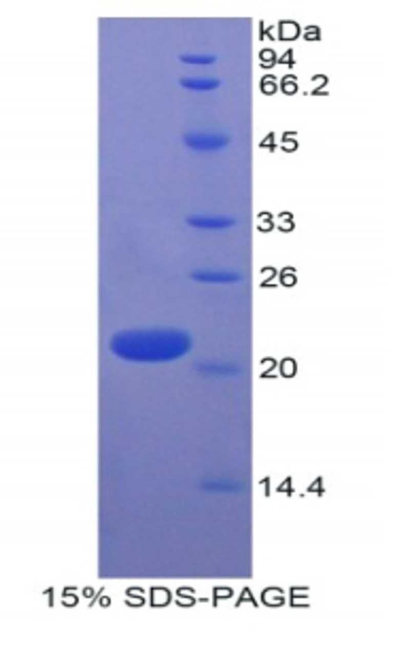 Human Recombinant Leukocyte Associated Immunoglobulin Like Receptor 1 (LAIR1)