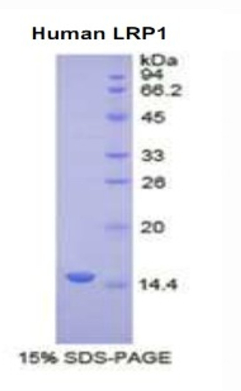 Human Recombinant Low Density Lipoprotein Receptor Related Protein 1 (LRP1)