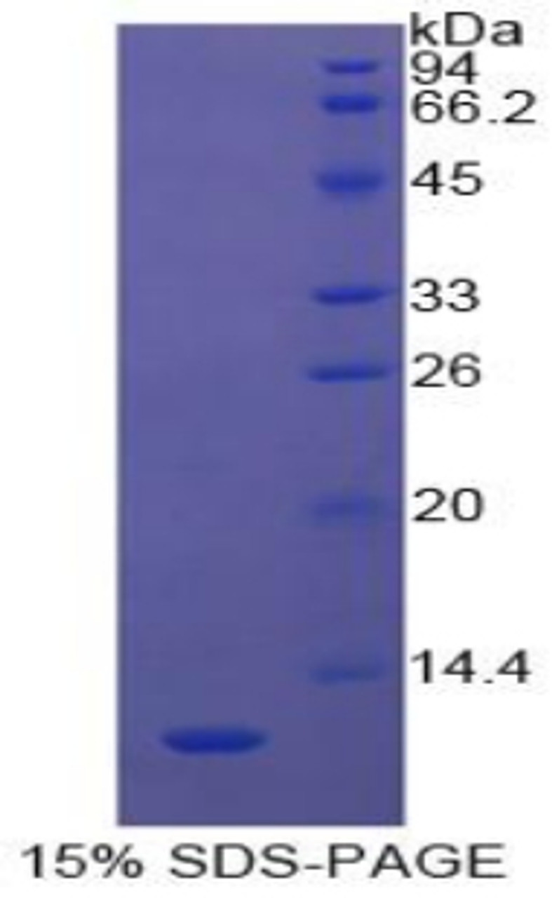 Cattle Recombinant Polymeric Immunoglobulin Receptor (PIGR)