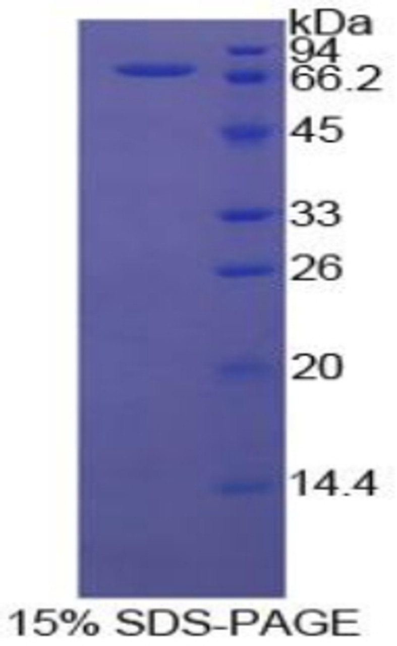 Cattle Recombinant Heat Shock 70kDa Protein 1A (HSPA1A)