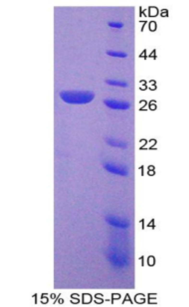 Human Recombinant Leukocyte Immunoglobulin Like Receptor Subfamily B, Member 2 (LILRB2)