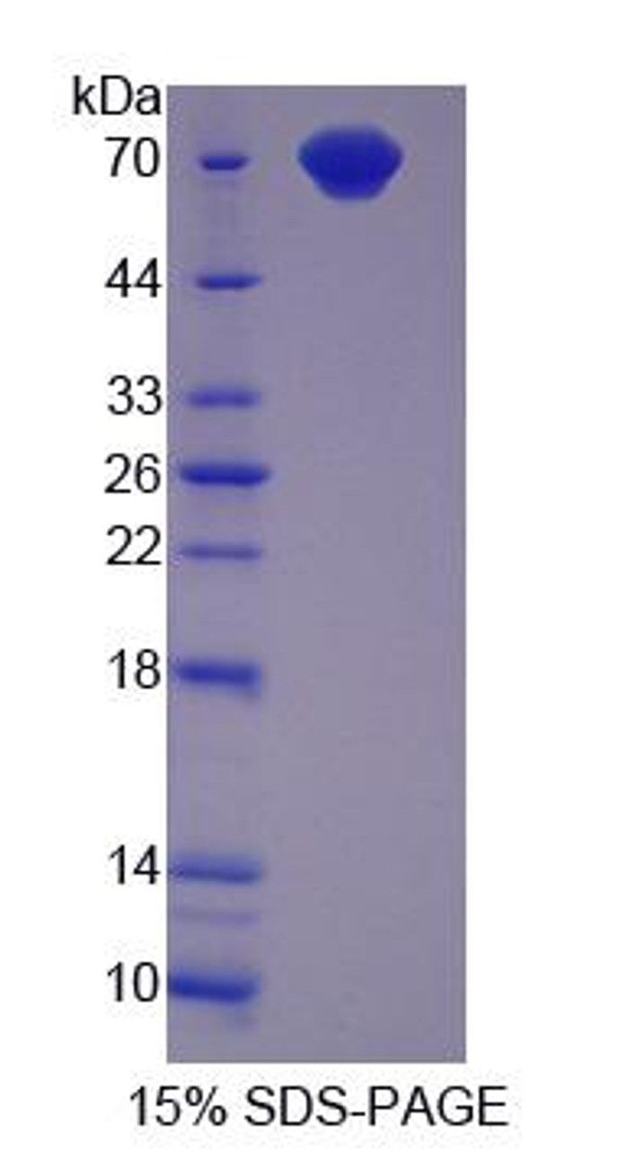 Rabbit Recombinant Cluster Of Differentiation 4 (CD4)