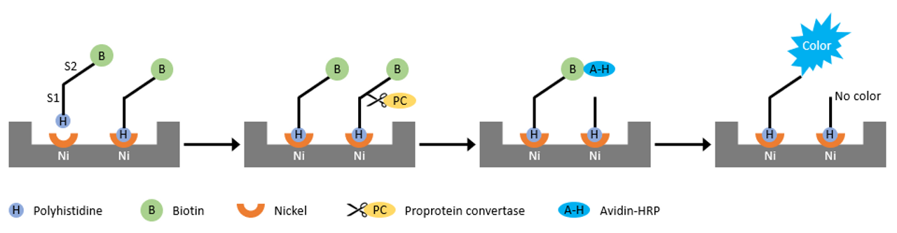 CoviDrop SARS-CoV-2 Specific Furin Cleavage Site (P681R Mutation) Blocker/Inhibitor Screening Kit