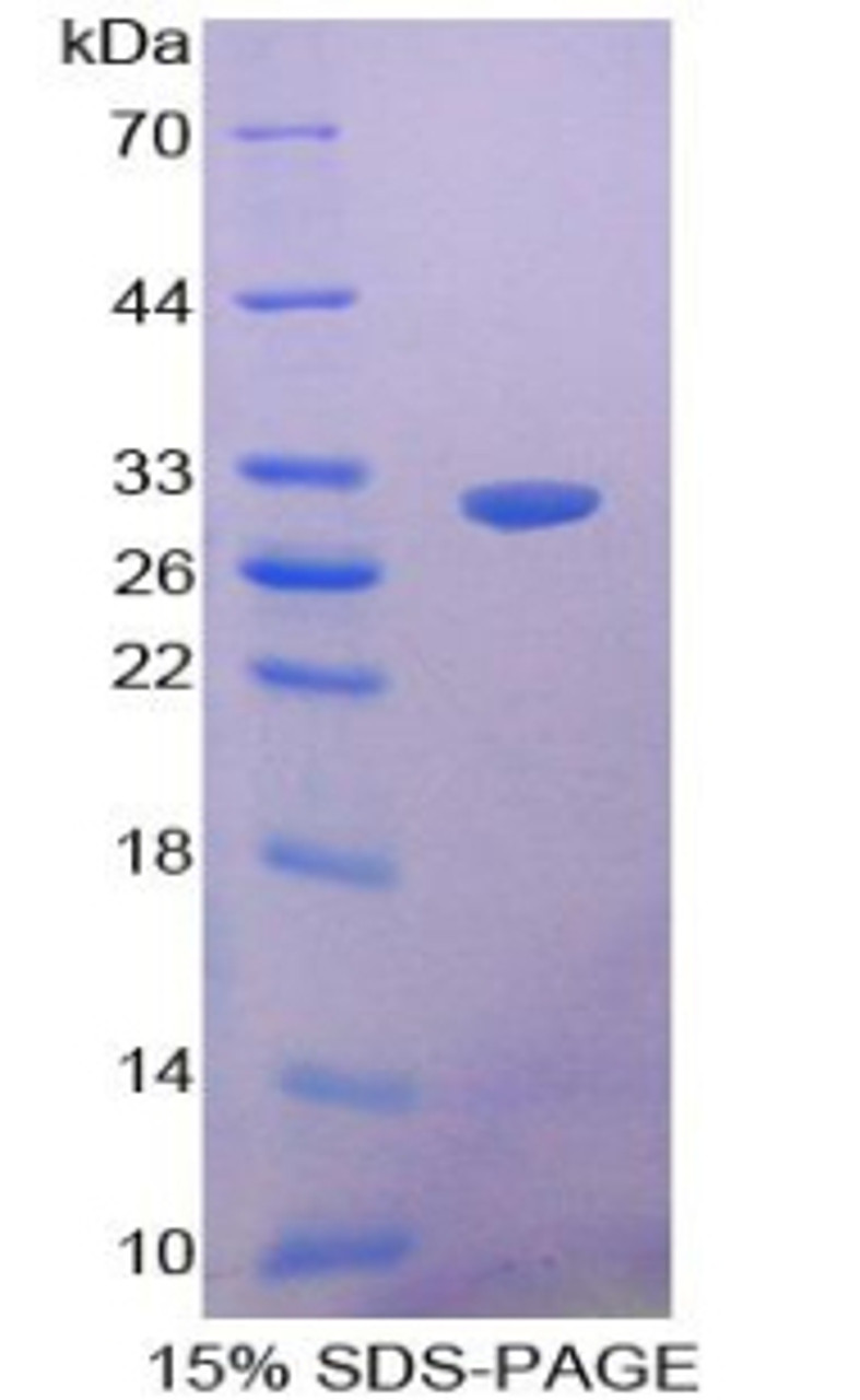 Dog Recombinant Clusterin (CLU)