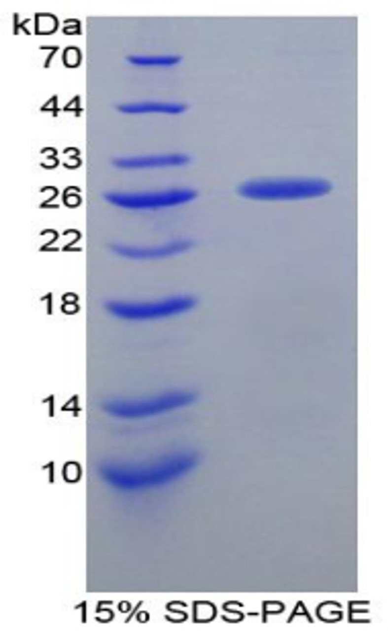 Pig Recombinant Clusterin (CLU)