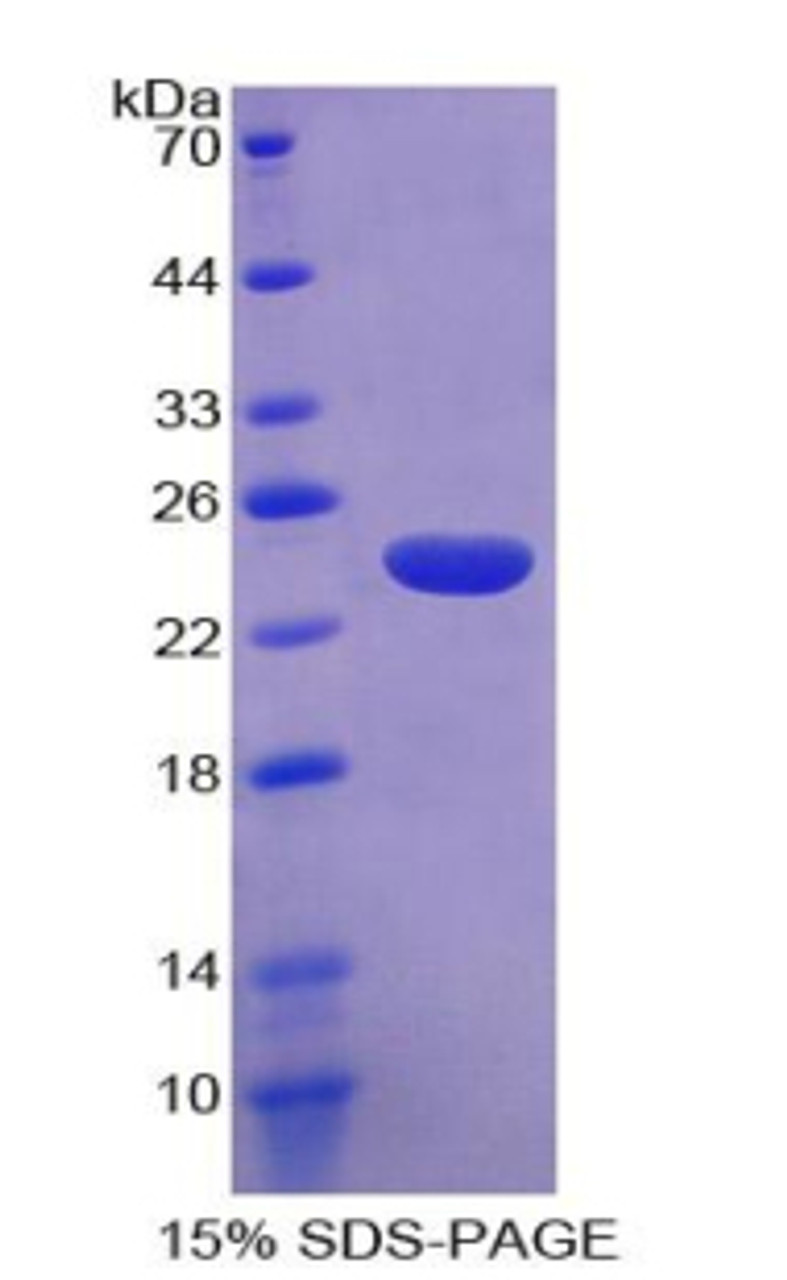 Human Recombinant Contactin Associated Protein Like Protein 4 (CNTNAP4)