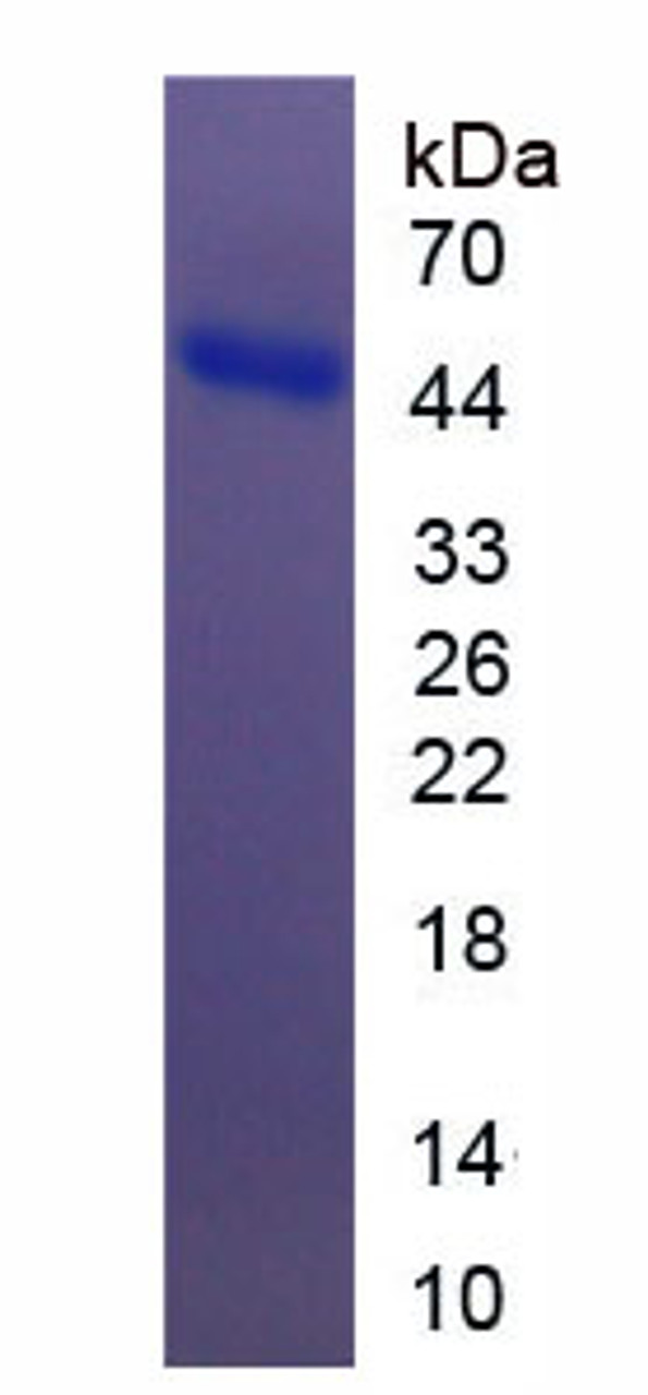 Mouse Recombinant Kininogen 1 (KNG1)