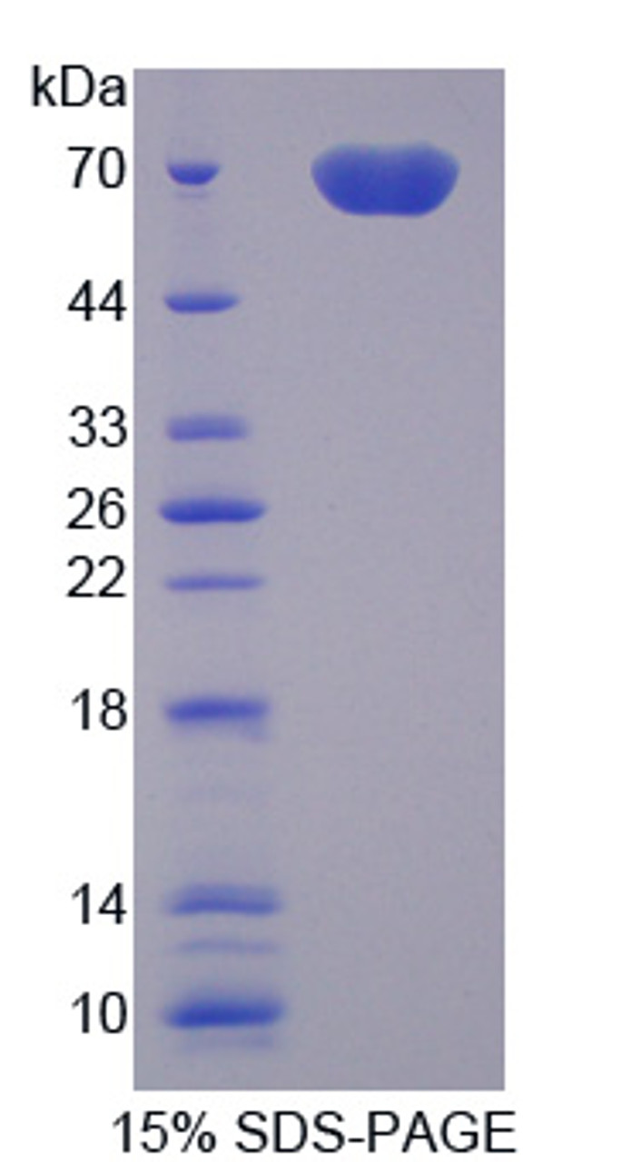 Rat Recombinant Milk Fat Globule EGF Factor 8 (MFGE8)