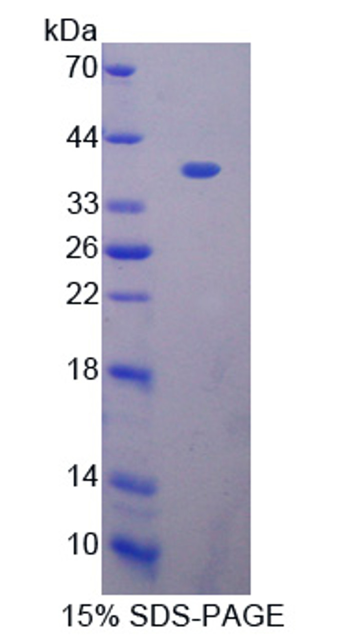 Mouse Recombinant Macrophage Expressed Protein 1 (MPG1)