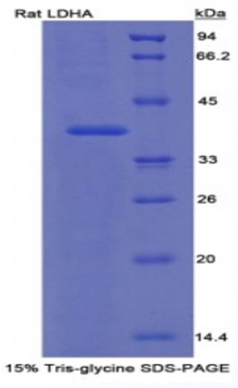 Rat Recombinant Lactate Dehydrogenase A (LDHA)