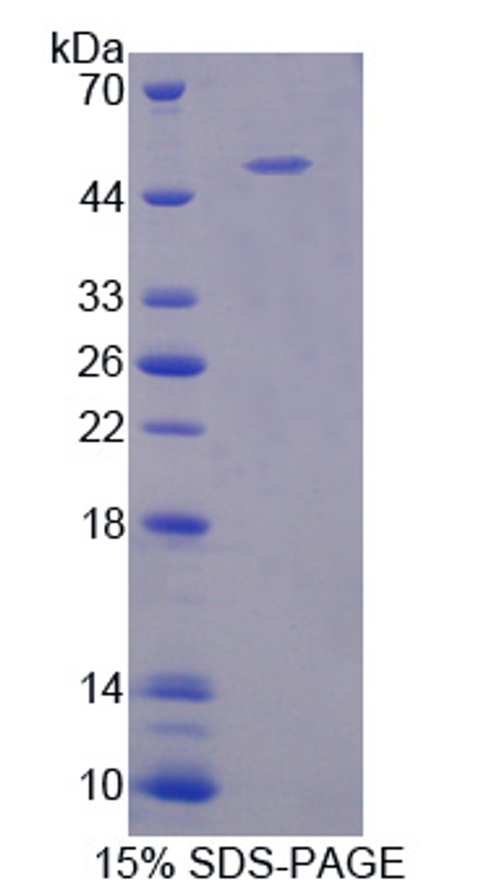 Mouse Recombinant B-Lymphocyte Activation Antigen B7-1 (LAB7-1)