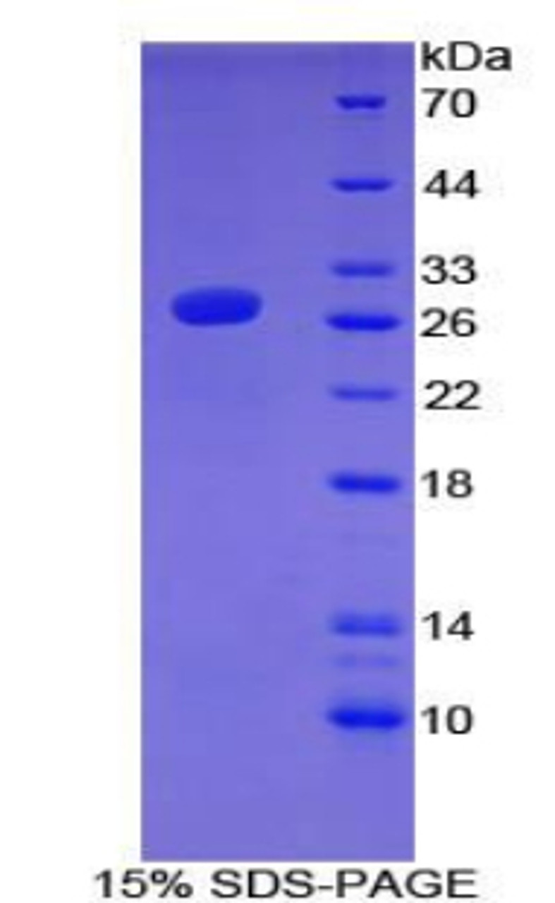 Mouse Recombinant Activating Transcription Factor 7 (ATF7)