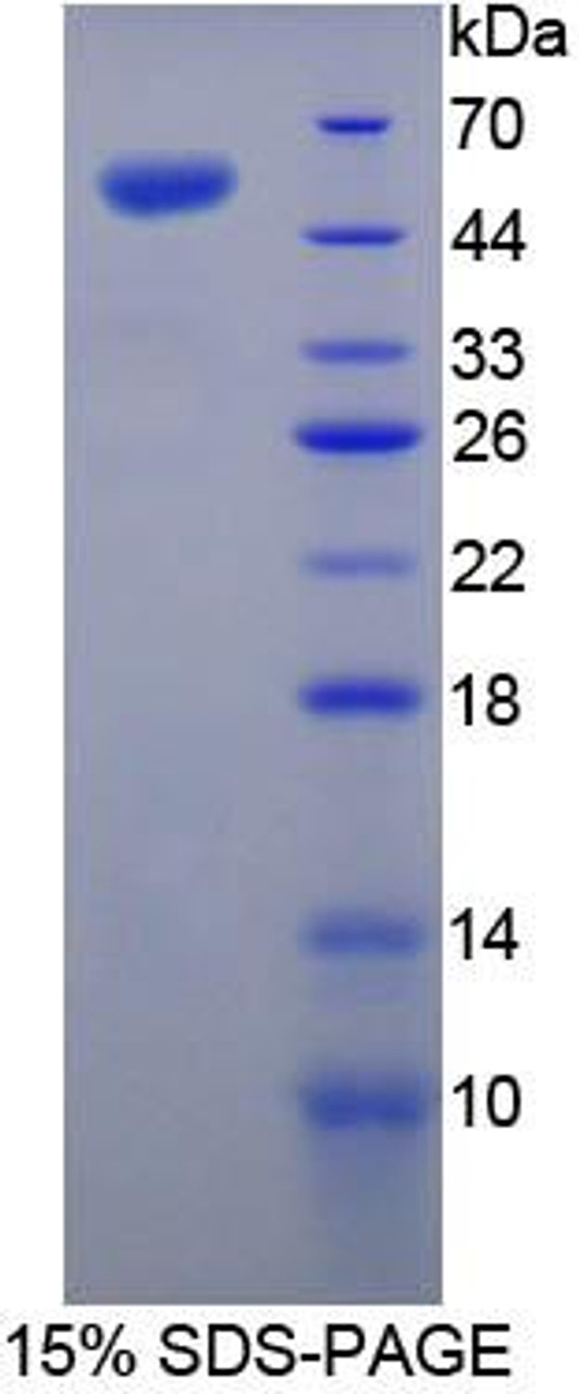 Mouse Recombinant Lipopolysaccharide Binding Protein (LBP)