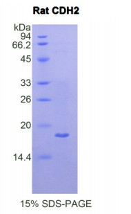 Rat Recombinant Cadherin, Neuronal (CDH2)