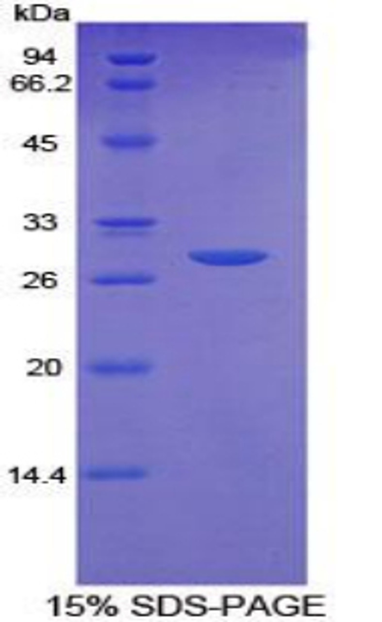 Rat Recombinant Platelet Membrane Glycoprotein IV (GP4)