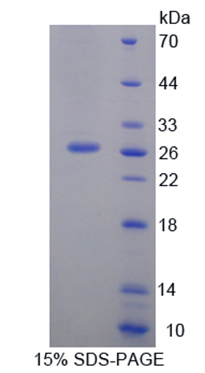 Rat Recombinant Signaling Lymphocytic Activation Molecule Family, Member 1 (SLAMF1)