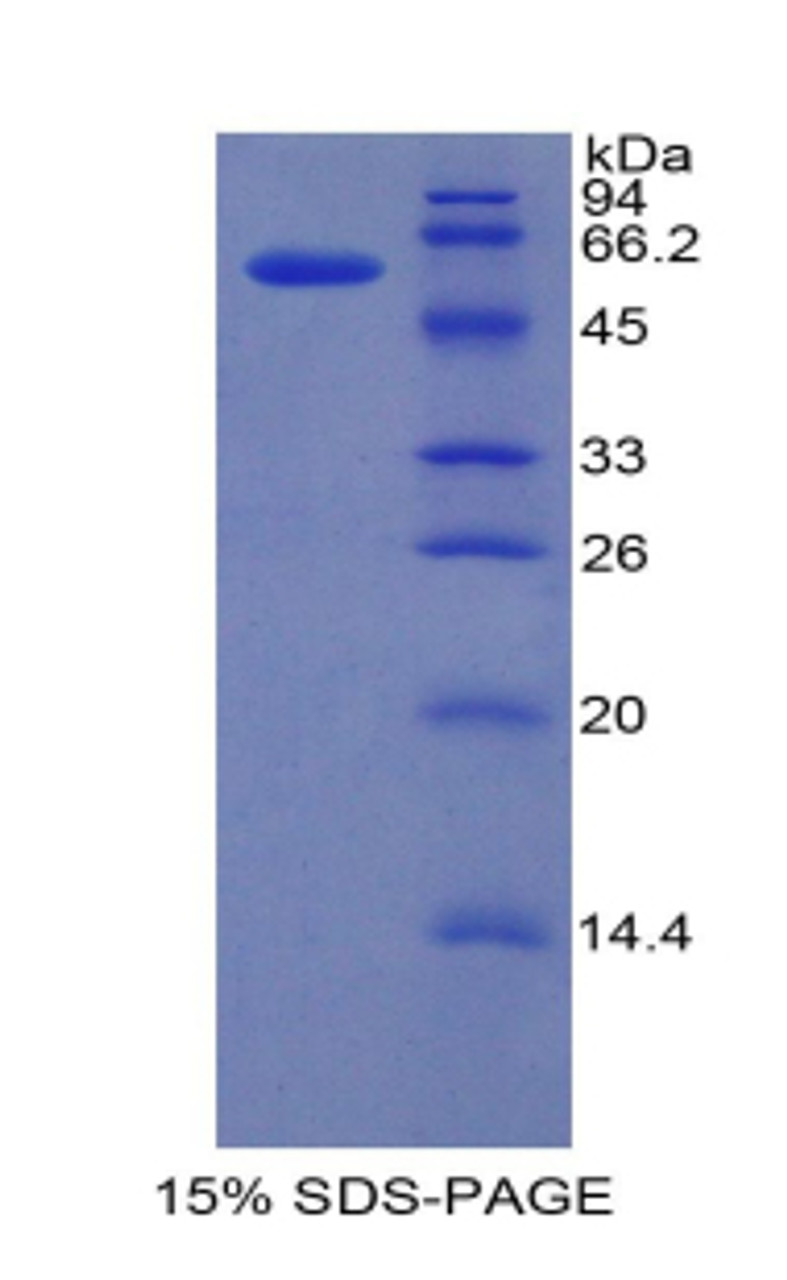 Mouse Recombinant Interferon Regulatory Factor 1 (IRF1)