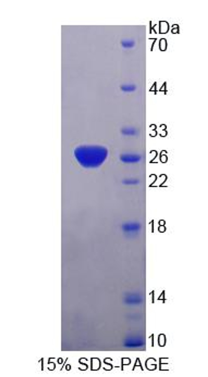 Human Recombinant Protocadherin Alpha 1 (PCDHa1)