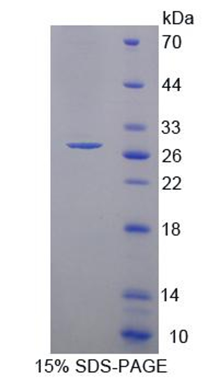 Mouse Recombinant Protocadherin Alpha 1 (PCDHa1)